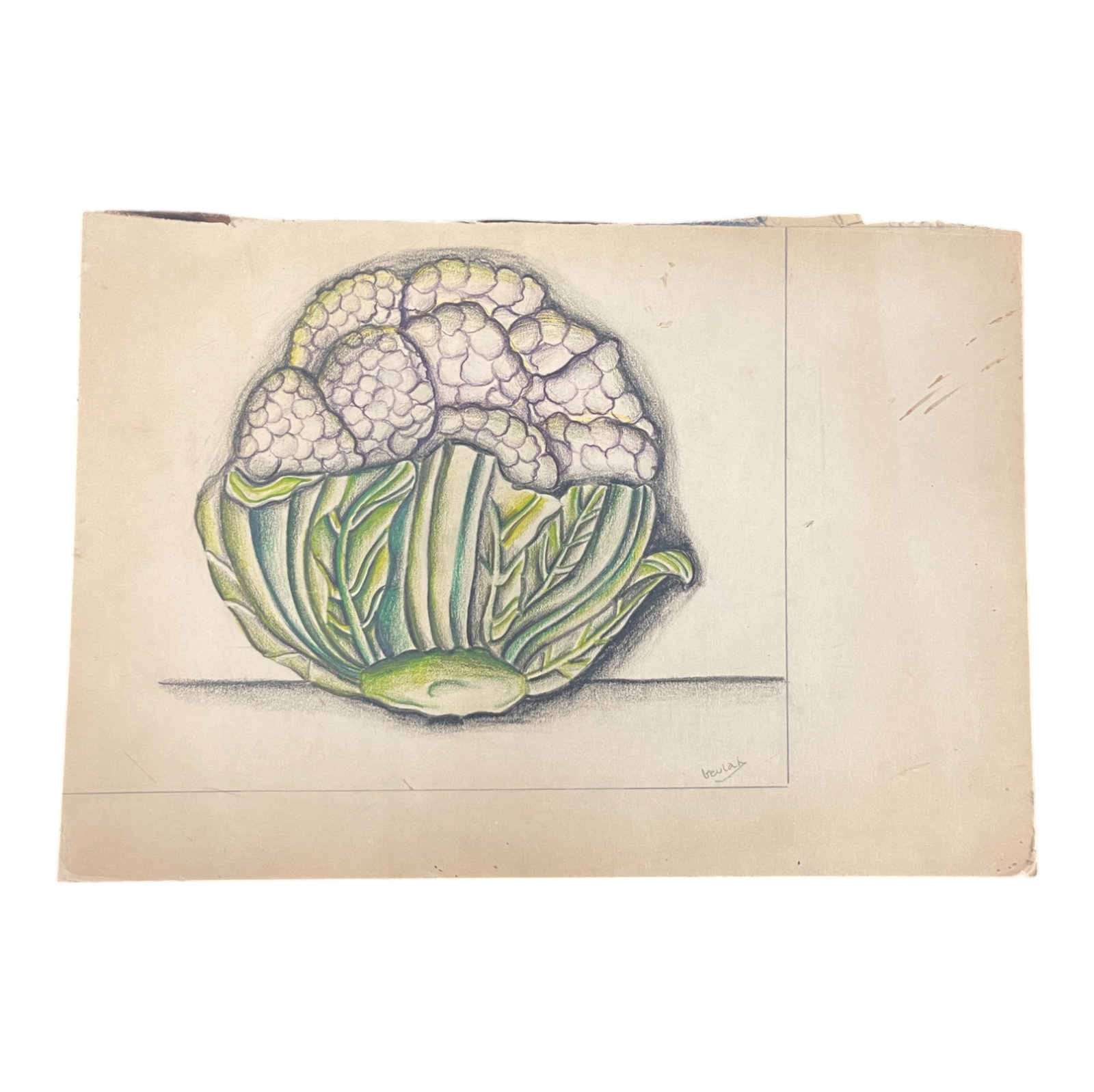 Vintage Colored Pencil Illustration Cauliflower: Vintage colored pencil illustration of a cauliflower with purple and green highlights. Signed 'Beulah' lower right. Approx. 12 x 9 inches.