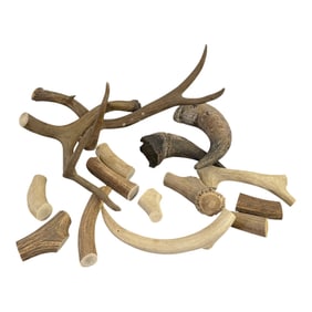 Lot of Deer Antler Pieces
