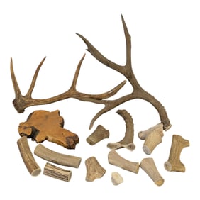 Mounted Deer Antlers with Additional Pieces