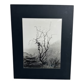 George Forss Photograph - Tree and Rocks
