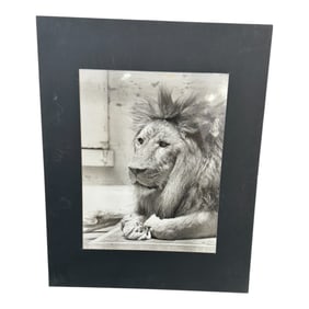 Vintage Photograph Lion Portrait