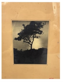 Vintage Photograph Tree Silhouette by Harold A. Taylor