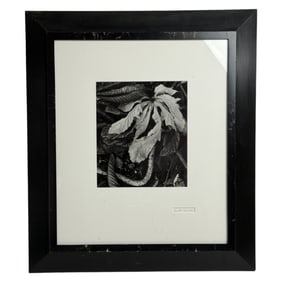 Brett Weston Signed Photograph  Botanical Study