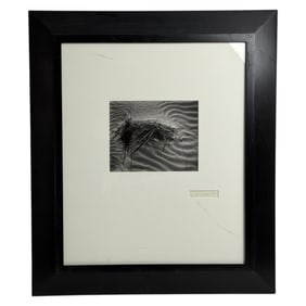 Brett Weston Signed Photograph Reeds