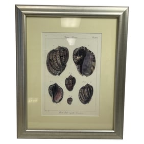 Framed Antique Shell Illustration Plate