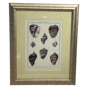 Framed Antique Shell Print Lithograph