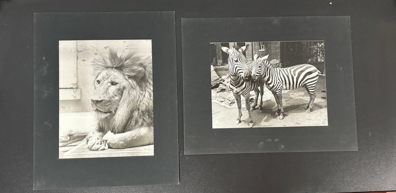 Pair of Vintage Zoo Animal Photographs: Two vintage mounted black and white photographs depicting a lion and zebras. Likely mid-20th century professional zoo photography.