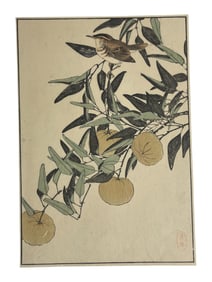 Japanese Woodblock Print of Bird on Citrus Branch
