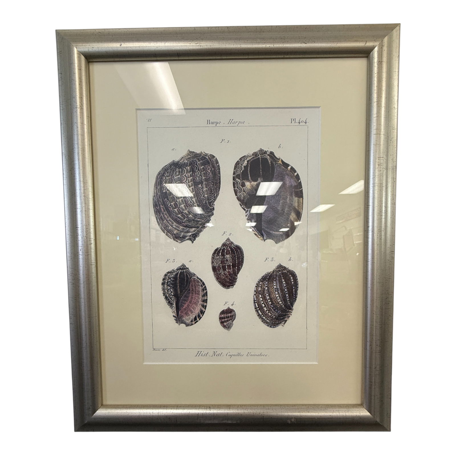Framed Antique Shell Lithograph – Natural History Print No. 404 (1 of 4)