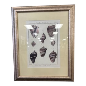 Framed Antique Shell Lithograph – Natural History Print No. 355