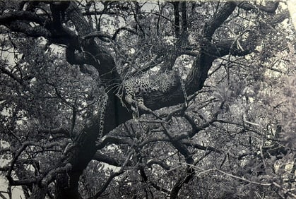 Black_and_White Photograph of Leopard in Tree ANDREW LEVITAS Signed
