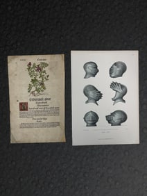 Two Antique Prints Botanical Woodcut & Armor Illustration