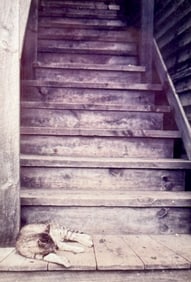 Vintage Photography Cat Signed