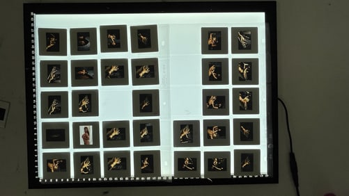 Vintage Color Photo Negative Modeling Slides