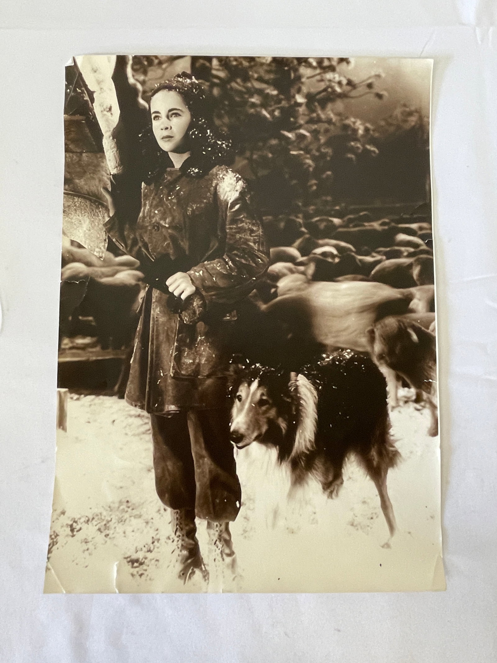 Elizabeth Taylor Lassie Come Home 1943 Original Vintage Studio Still Photo Signed (1 of 5)