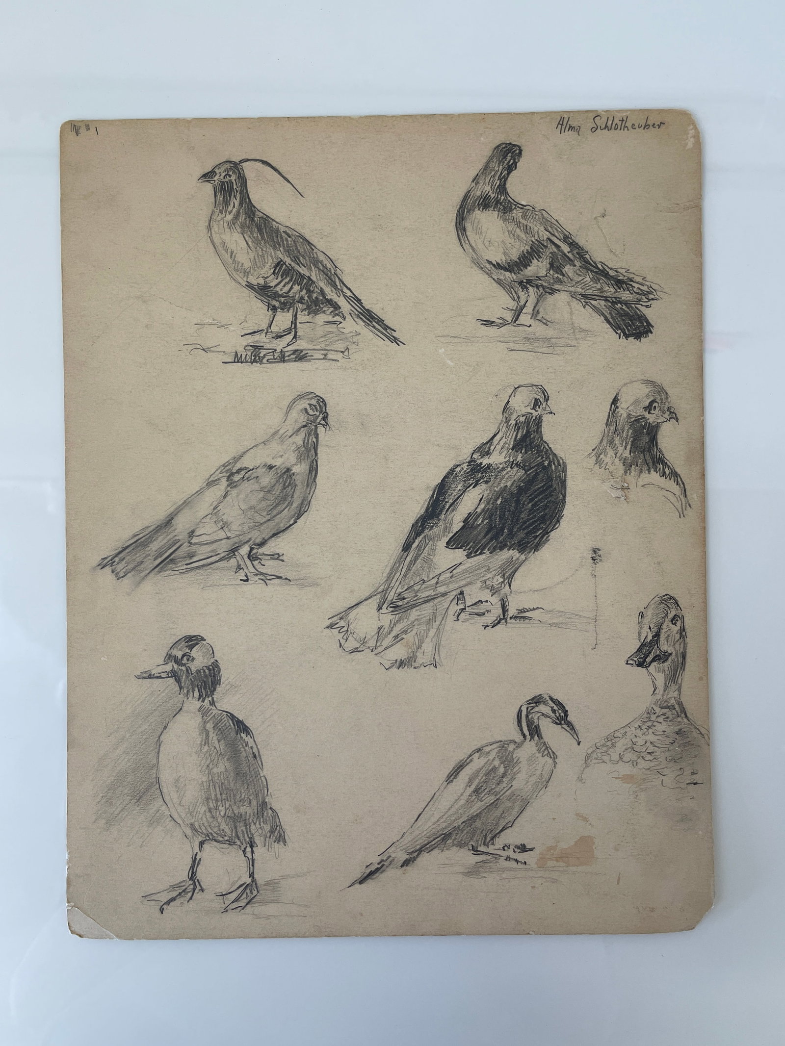 Alma Schlotheuber Antique Pencil Bird Study Sketch Drawing, Double-Sided: Alma Schlotheuber Antique Pencil Bird Study Sketch Drawing, Double-Sided