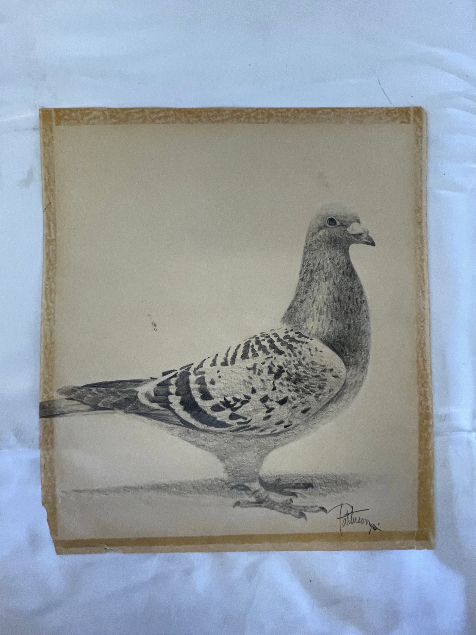 Patterson '46 Signed Pencil Drawing of a Racing Pigeon, Original Art (1 of 4)