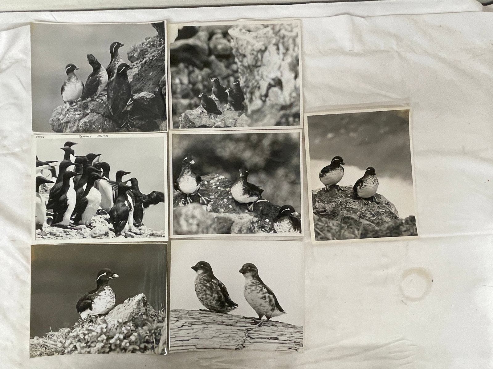 Vintage Black and White Photograph Collection Lot
