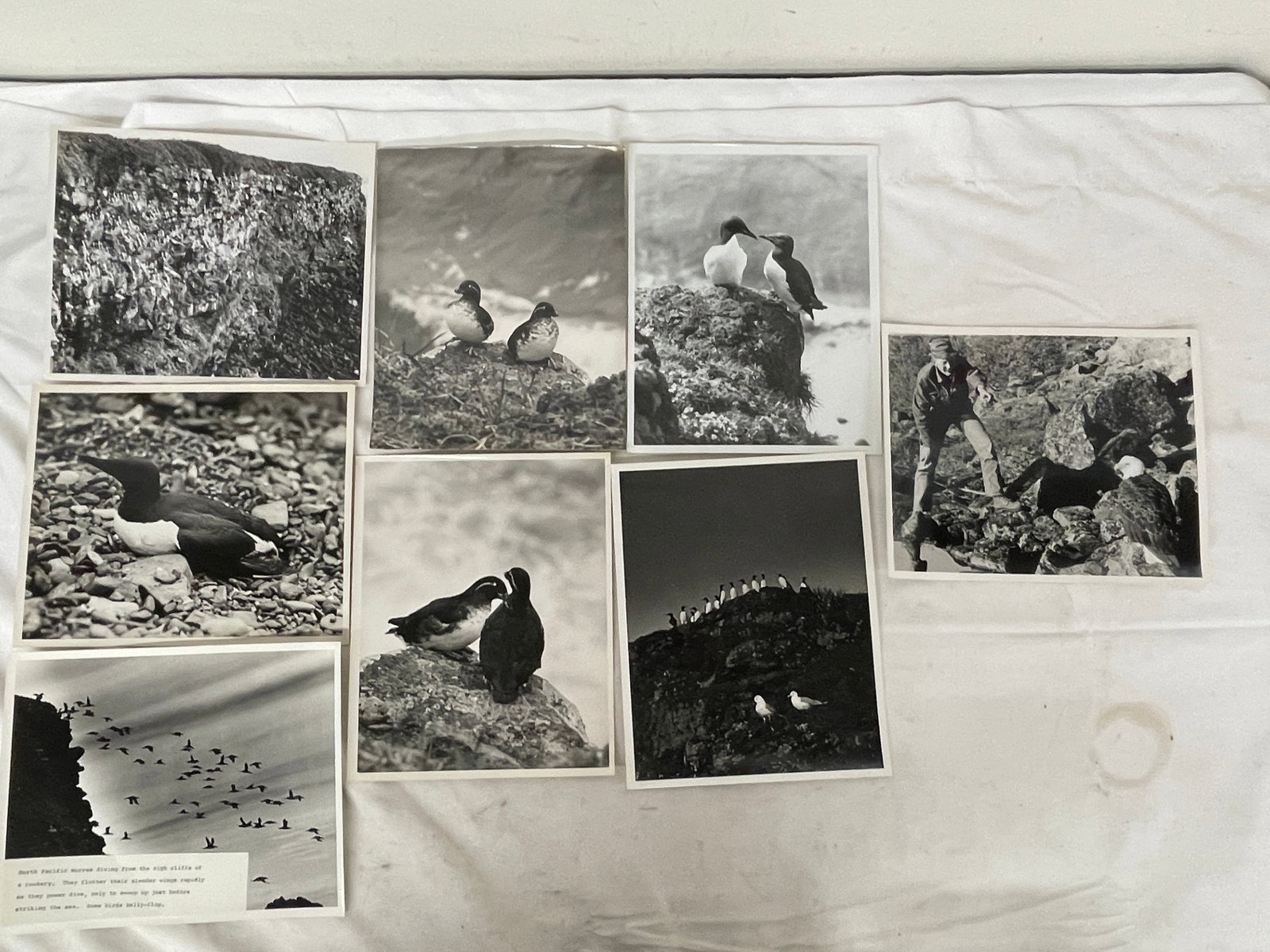 Vintage Black and White Photograph Collection Lot