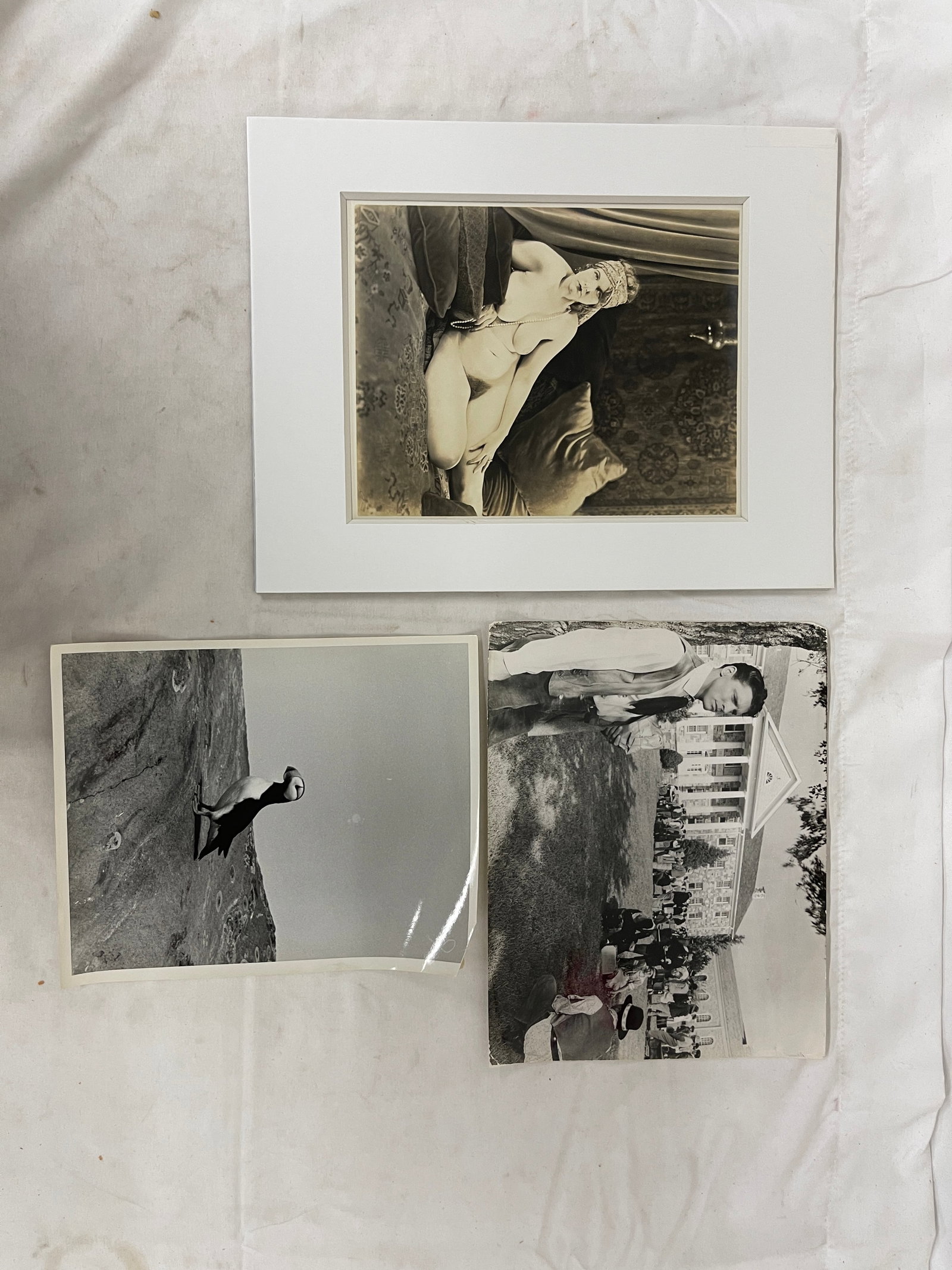 Lot of 3 Vintage B&W Photos: 1920s Art Nude, Horned Puffin by Leonard Lee Rue III, Campus Scene: Lot of 3 Vintage B&W Photos: 1920s Art Nude, Horned Puffin by Leonard Lee Rue III, Campus Scene