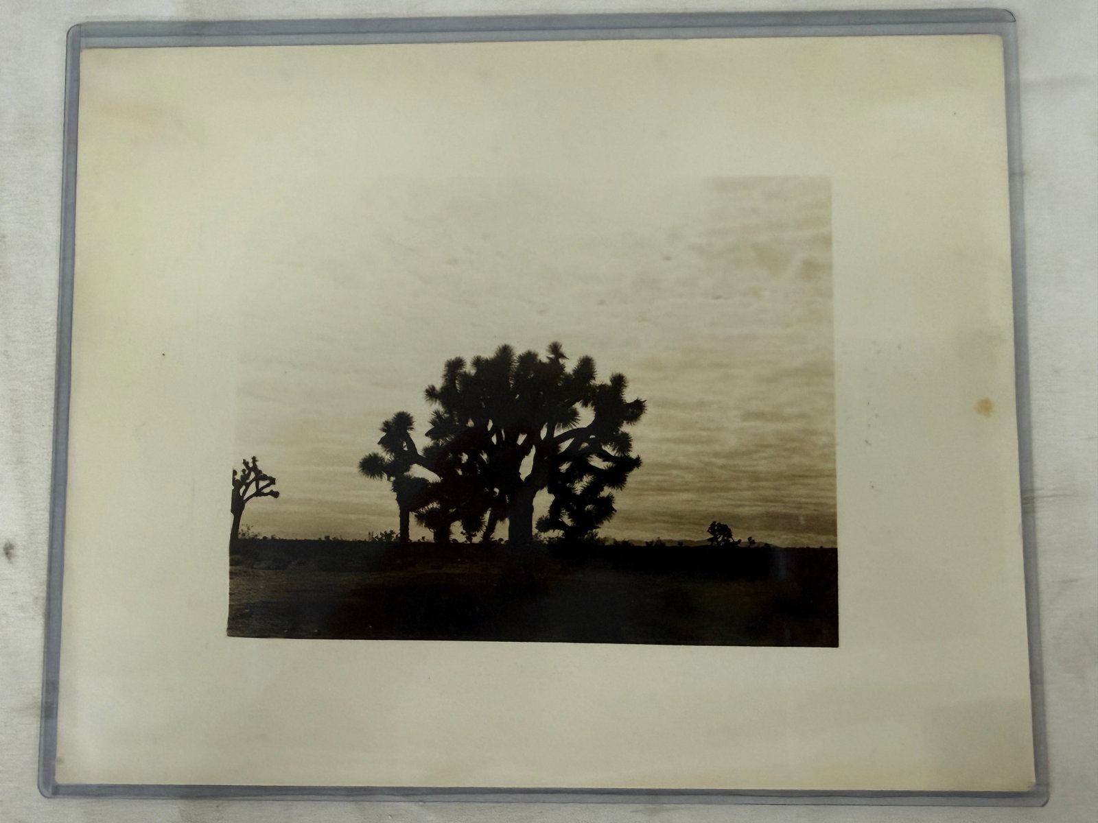 Vintage Silver Gelatin Joshua Tree Desert Landscape Photograph 14x11 Matted (1 of 4)