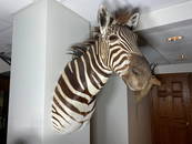 Full Sized Zebra Taxidermy Shoulder Mount