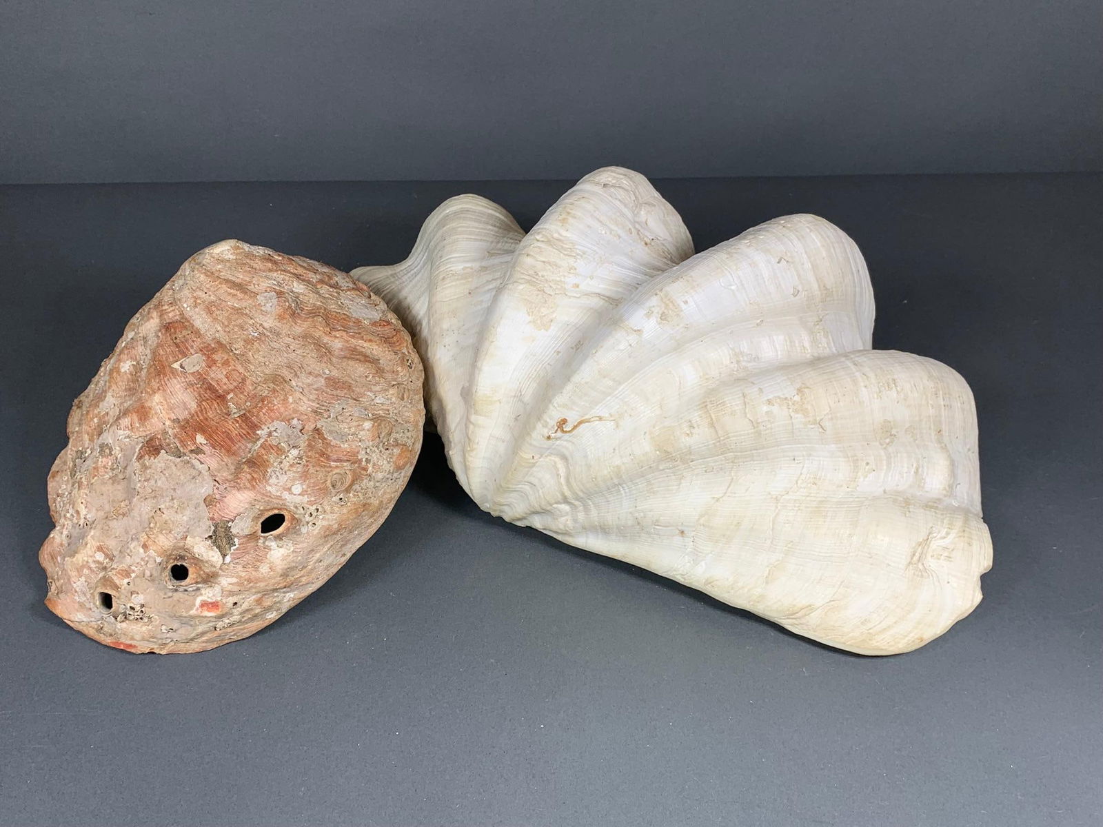 Two Oceanic Shells: Clam and Abalone (1 of 6)