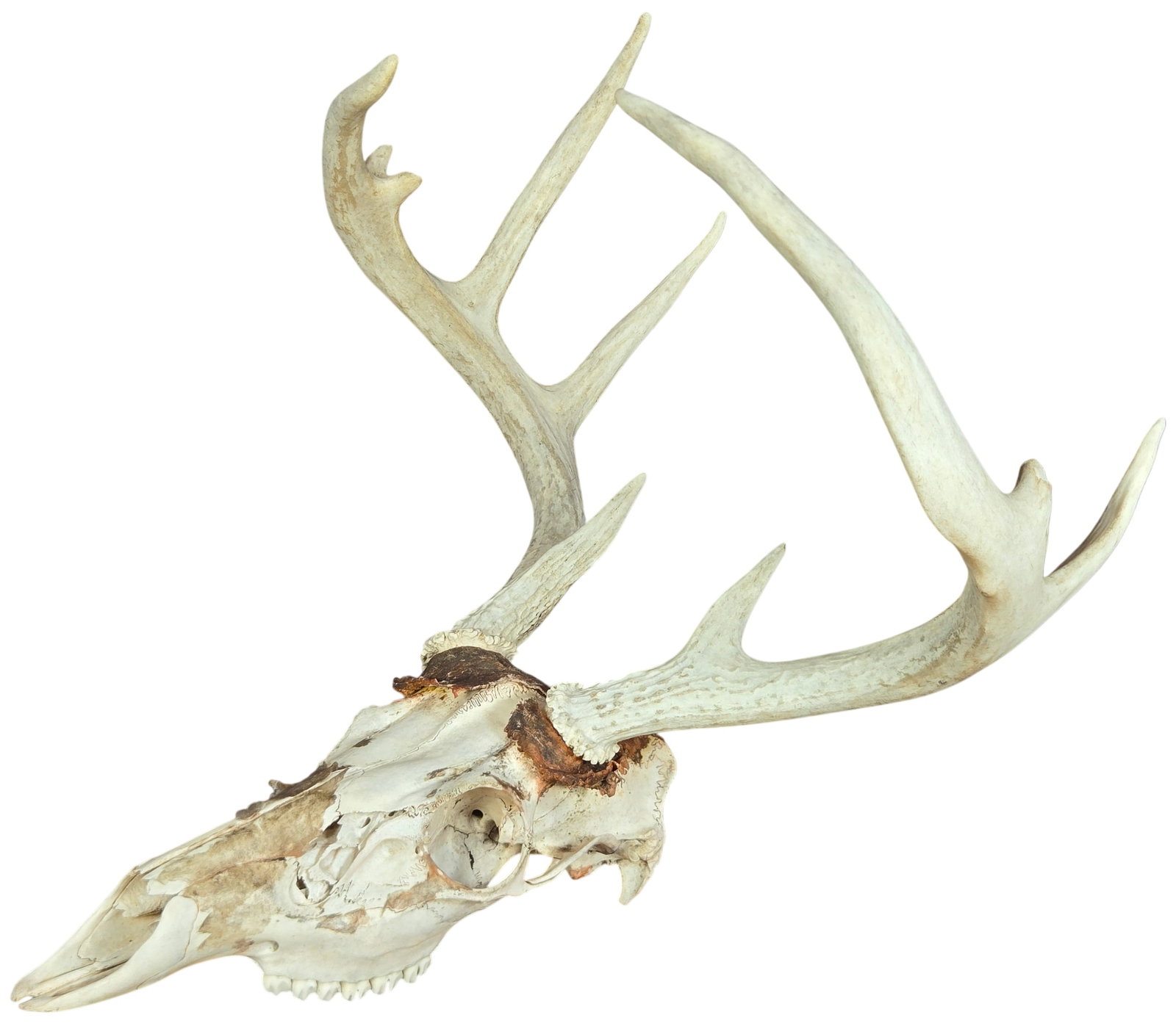 North American White-Tailed Deer European Skull Mount with Non-Typical Antlers (1 of 4)