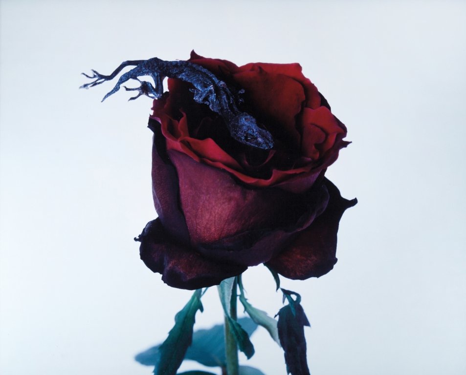 ARAKI (1940-) Senza: ARAKI (1940-) Senza titolo 1996 cibachrome 135x115x8 cm circa firmata sul retro letteratura : "Araki - Self, Life, Death", edizioni Phaidon, pag. 665 "Araki", edizioni Taschen, pag. 335 "Araki by Arak