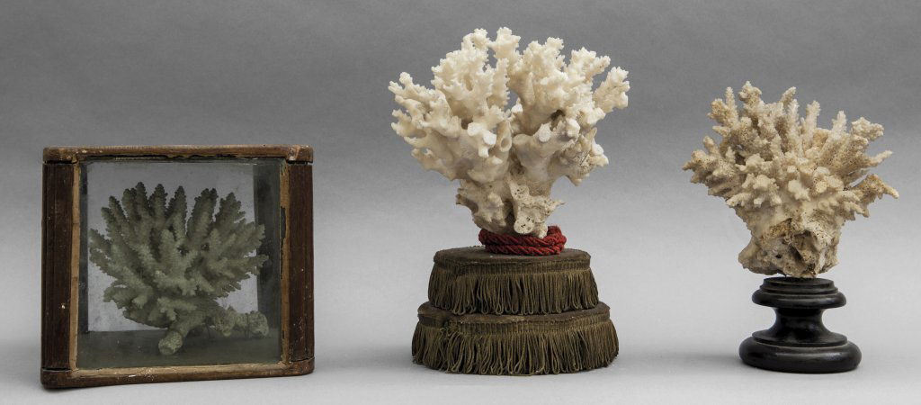 Tre coralli bianchi, uno dentro teca e due (1 of 1)