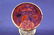 C. 1890 Match Set of 6 Splendid Moser Goblets - 8