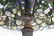 Signed Tiffany Snowball Floor Lamp - 4