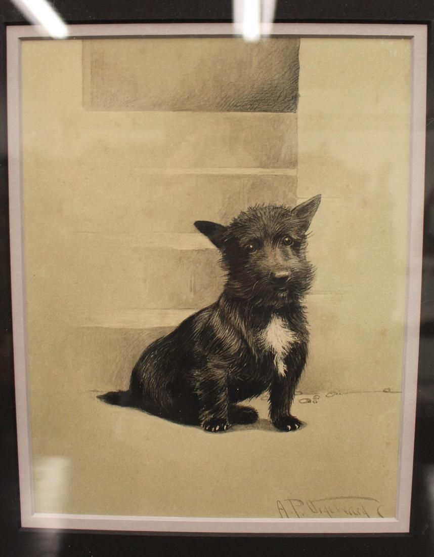 Scottie Dog Drawing by AP Orgeward (1 of 5)