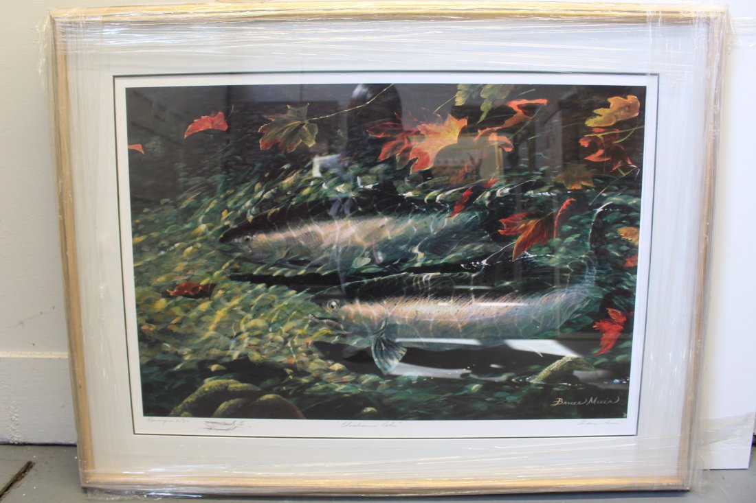 Edition of 2/30 Cheakamus Coho by Canadian Artist Bruce Muir: "Cheakamus Coho, print by Canadian artist Bruce Muir. Edition of 2/30. Signed. Print measures 29 1/2" x 20". Frame measures 37 1/2" x 20". These artworks had been decommissioned from the ASC Vancouver