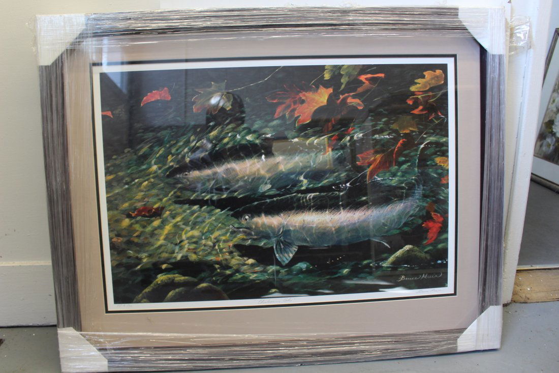 Edition of 4/30 Print Cheakamus Coho by Canadian Artist Bruce Muir: "Cheakamus Coho, print by Canadian artist Bruce Muir. Edition of 4/30. Signed. Print measures 29 1/2" x 20". Frame measures 37 1/2" x 20". These artworks had been decommissioned from the ASC Vancouver