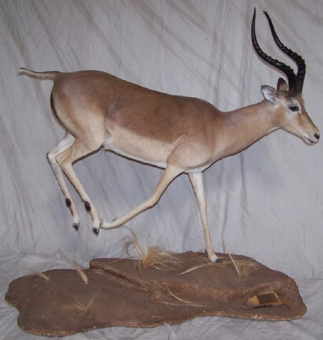 *FULL MOUNT IMPALA: Raised on earth form base with wheels, plaque on base marked "Impala, South Africa 1985", approximate height 57", width 60", depth 30".