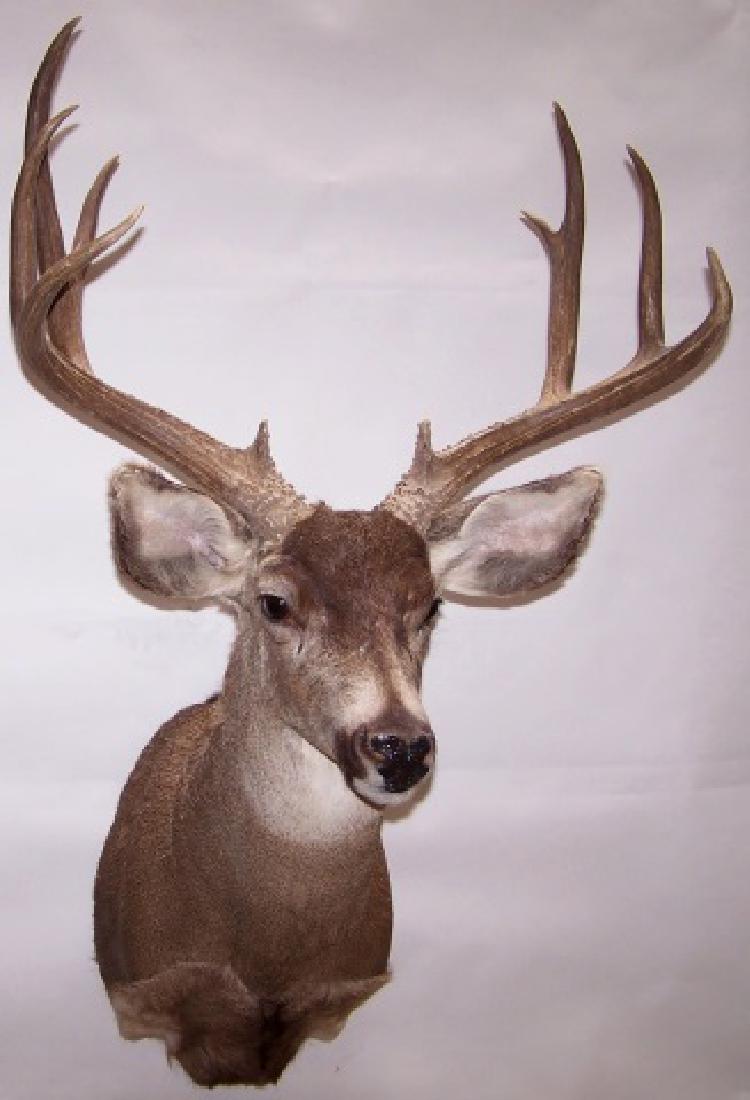 *SHOULDER MOUNT WESTERN MULE DEER: Approximate height 41", width 24", depth 24".