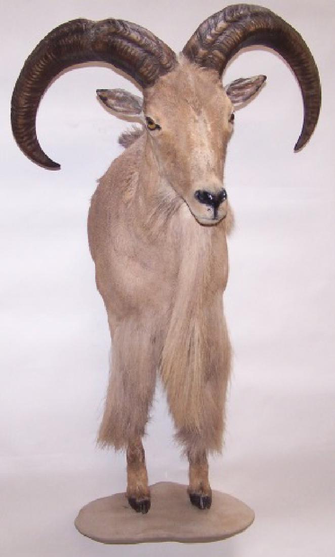 *HALF MOUNT AOUDAD SHEEP: Half body and front legs, approximate height 52", width 28", depth 29".