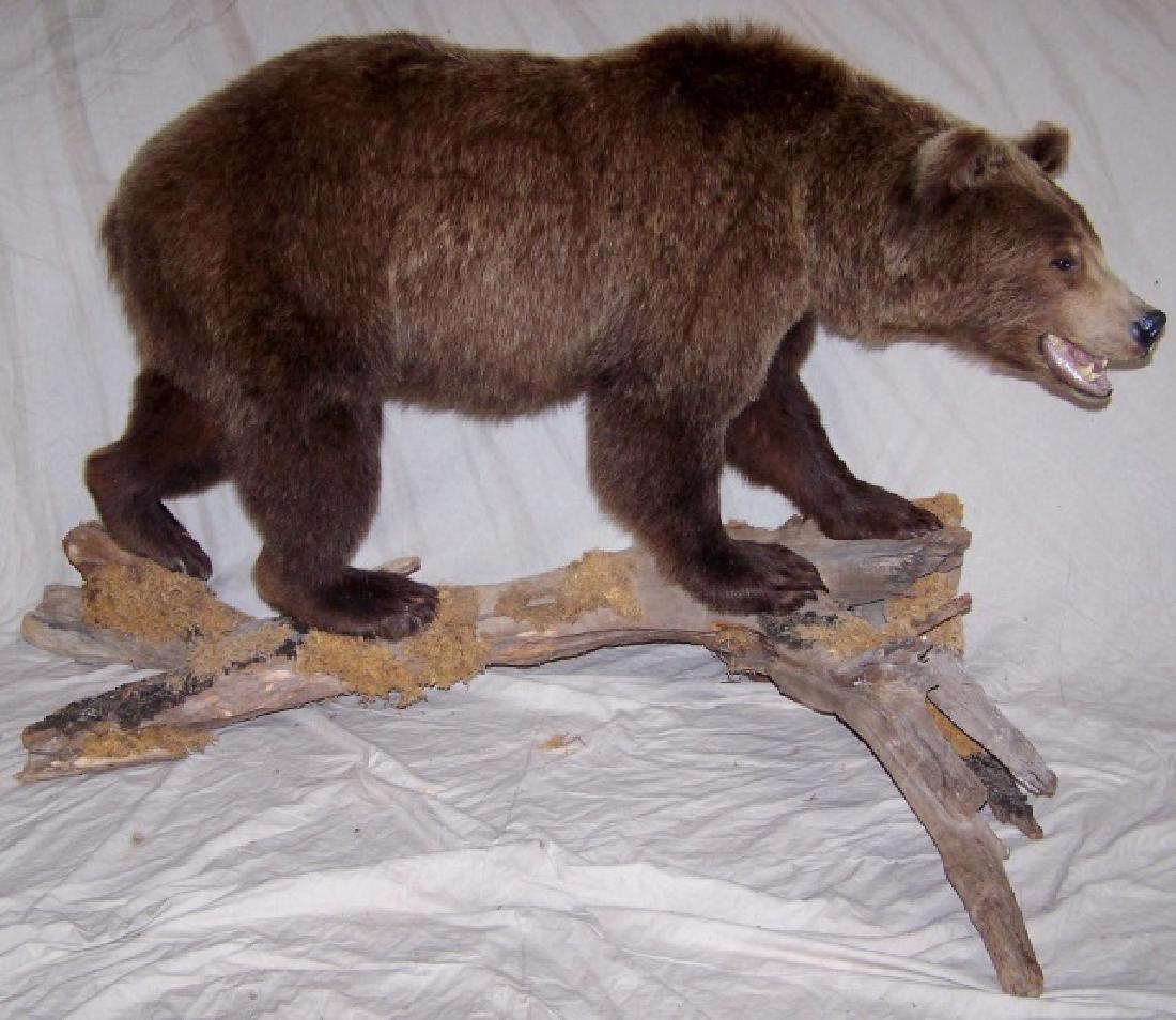 *FULL MOUNT GRIZZLY BEAR (1 of 5)