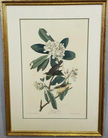 JOHN JAMES AUDUBON ORIGINAL ENGRAVING: John James Audubon (1785-1851 American), "The Canada Warbler", framed colored engraving, having artist name in plate lower left, marked "R. Havel" lower right, plate numbered 103, approximately 19 5/8