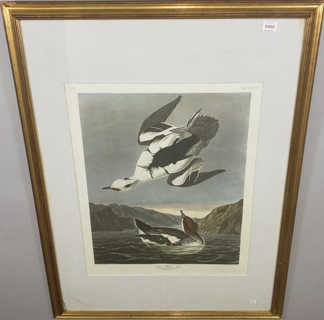 *FRAMED AUDUBON HALFTONE PRINT: "Smew or White Nun", Mergus Albellus, Male 1, Female 2, No. 70, Plate CCCXLVII, framed halftone print, approximate sight 26 1/2" x 21 3/4", frame 43" x 33".