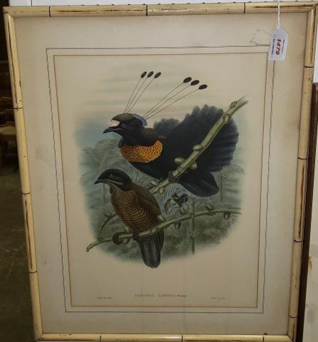 *W. HART ORIGINAL COLORED LITHOGRAPH: W. Hart (Late 19th/Early 20th C. European), "Parotia Lawesi", framed colored lithograph, artist name in plate lower left, approximately 19" x 13 1/2", with frame 25" x 20".
