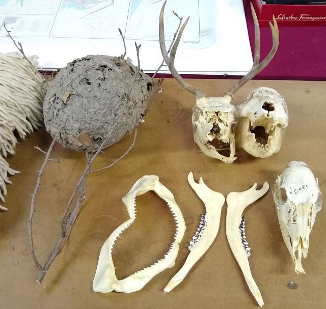 GROUP OF MISC.: Skulls, jaw bones, and hornet's nest.