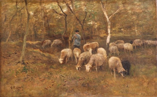 ***MAUVE, ANTON: (1838-1888 Dutch) Tending sheep, unframed oil on canvas, signed lower left, bears an unknown exhibition entry number affixed to verso, approximate image size 20'' x 31 7/8''.