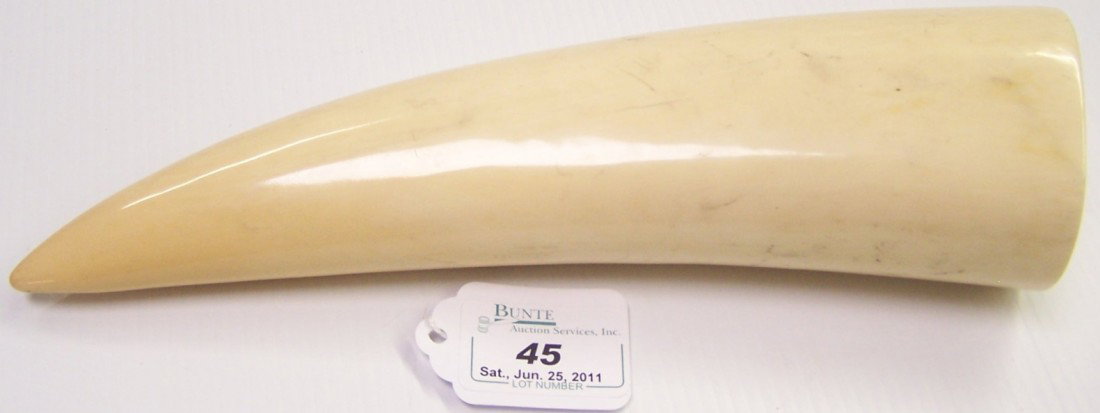 ***IVORY WALRUS TUSK: Uncarved, approximate height 9 1/4'', deaccessioned from Columbus Museum of Art. Note: Items containing ivory will only be shipped domestically.
