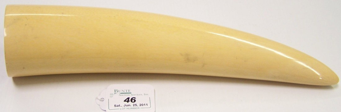 ***IVORY WALRUS TUSK: Uncarved, approximate height 11'', deaccessioned from Columbus Museum of Art. Note: Items containing ivory will only be shipped domestically.