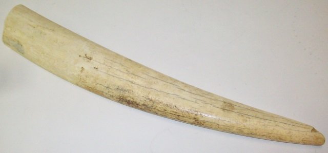 IVORY WALRUS TUSK: Approximate length 17 1/2". Note: Items containing ivory will only be shipped domestically and cannot be shipped to California.