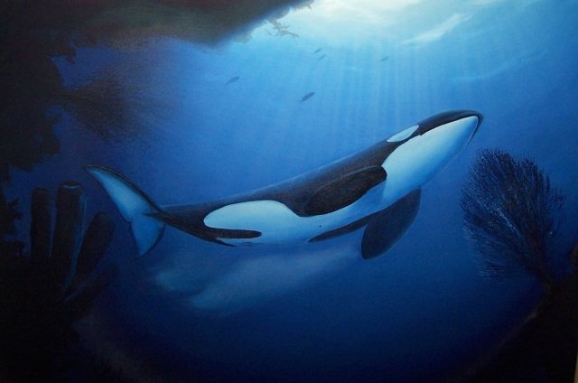 *WYLAND, ROBERT: "Caribbean Orca Blues", framed oil on canvas, signed lower left, also signed, titled and dated 1990 verso, approximate sight 35 1/8" x 35 1/8", frame 47 1/4" x 47 1/4".