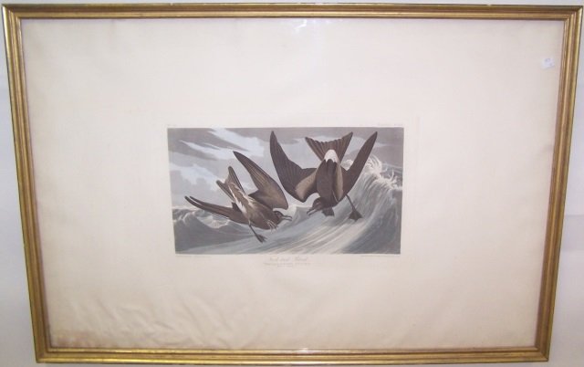 *AUDUBON, JOHN JAMES: (1785-1851 American) Plate from Audubon's "Birds of America" portfolio, "Fork Tail Petrel", plate #240, published by R. Havell of London, 1835, approximate plate size 12 1/4" x 19 1/2", total sheet 26