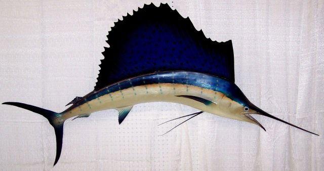 *FULL MOUNT SAILFISH (1 of 3)